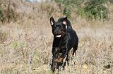 ROTTWEILER 172